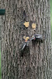 Downy Woodpeckers Eating Bark Butter