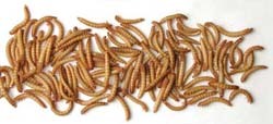 Mealworms