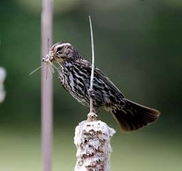 Red-winged Blackbird Female