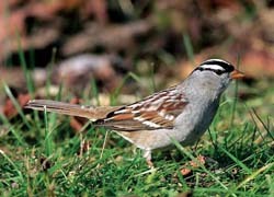 White-crowned Sparrow