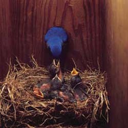 Bluebirds Nesting