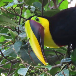 Toucan