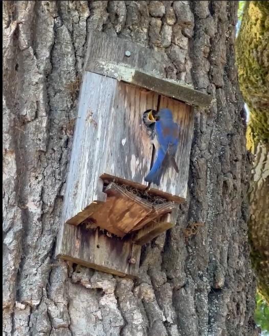 Bluebird Box Laguna de Santa Rosa