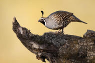 California Quail